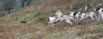 Fox Hunting images by Lakeland Photographer Neil Salisbury