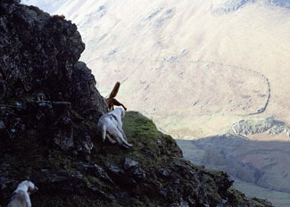 Fox Hunting in Lake District - Hunting photography