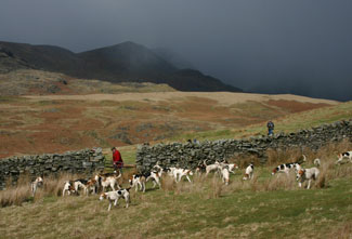 Coniston Foxhounds on the Fell