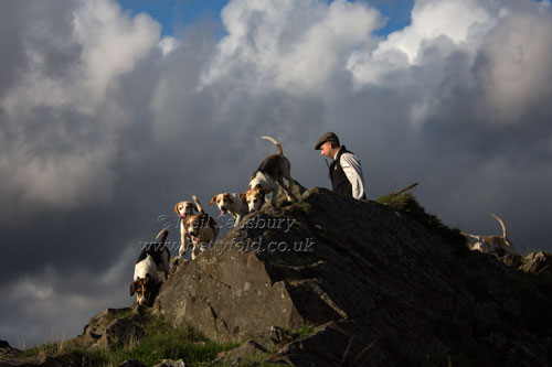 Beagling Photography by Neil Salisbury betty Fold Gallery
