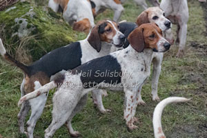 Beagles by Betty Fold Gallery