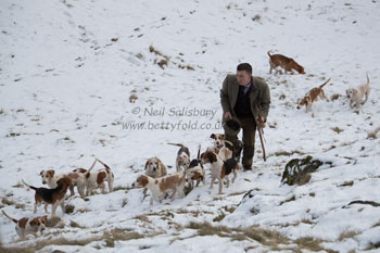 Beagles Prints by Betty Fold Gallery