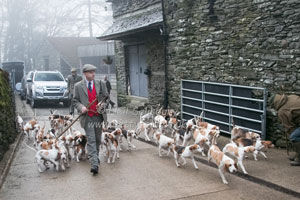 Beagles in Cumbria by Betty Fold Gallery