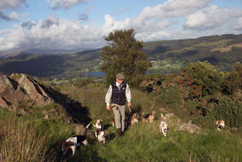 Beagling at Coniston by Betty Fold Gallery