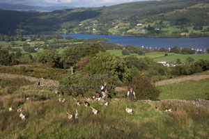 Beagling in the Lake District by Betty Fold Gallery