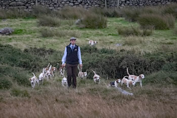 Black Combe Beagles by Neil Salisbury Betty Fold Gallery