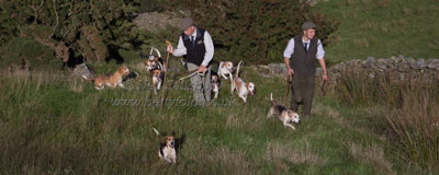 Beagles Photography by Betty Fold Gallery