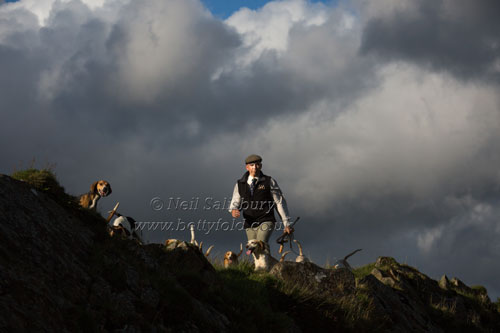 Black Combe Beagles Fine Art Prints by Betty Fold Gallery