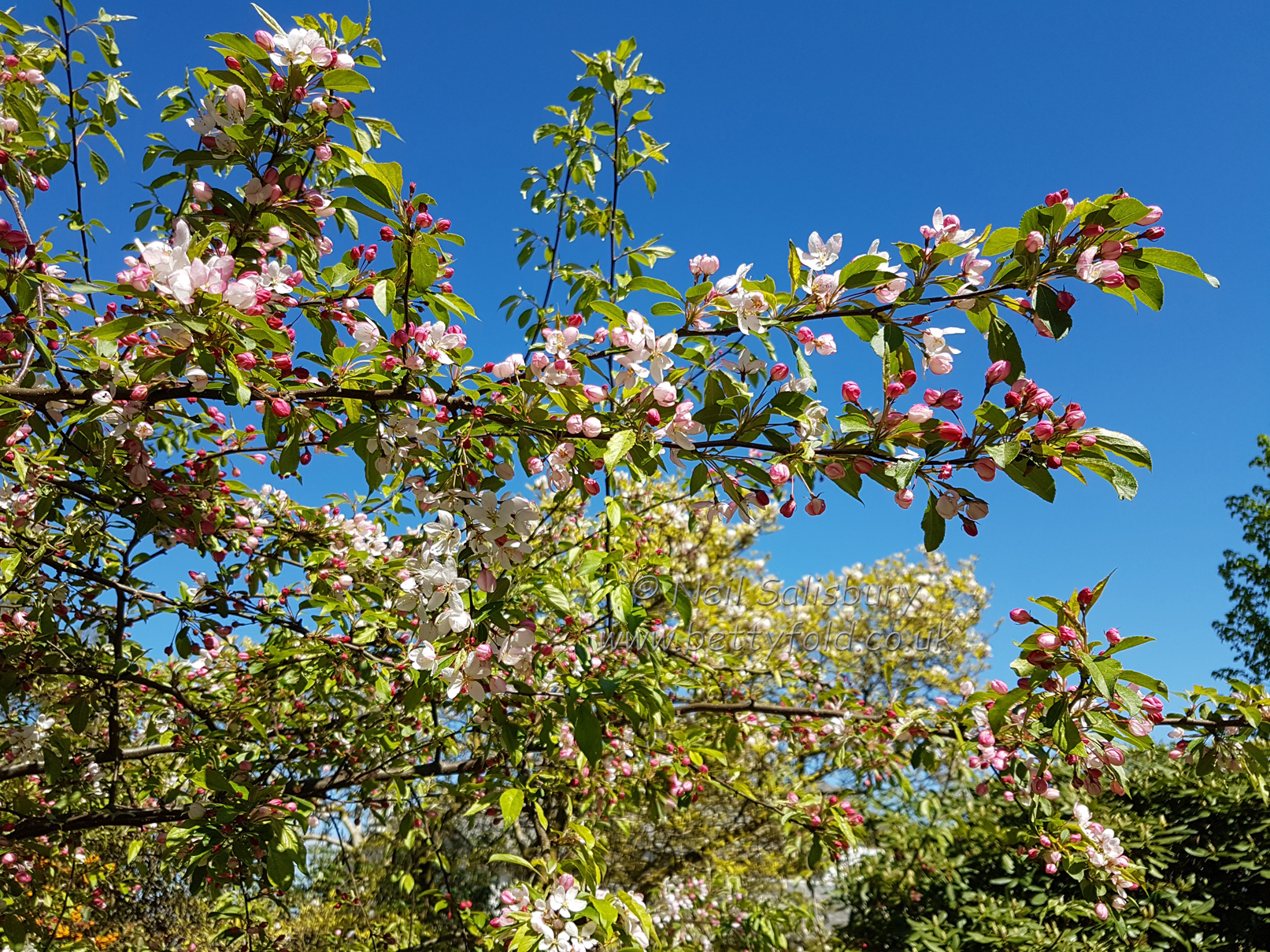 Spring Colour at Betty Fold Self Catering Apartment