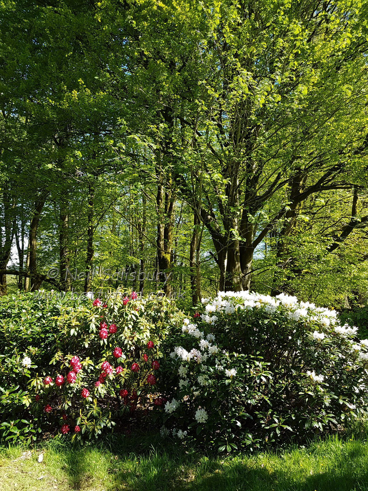 The Garden at Betty Fold Apartment Self Catering in the Lake District