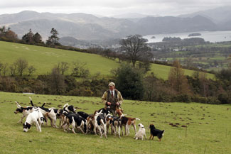 Blencathra Foxhounds Lake District photographs by Betty Fold Gallery