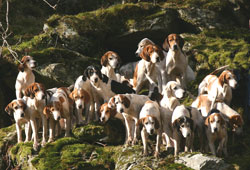 Coniston Foxhounds at Brock Crag