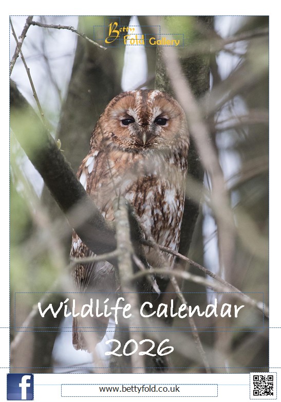 Wildlife Calendar by Betty Fold Gallery