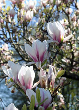 Magnolia- Nature pictures by Betty Fold Gallery