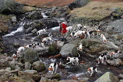 Hunting with Hounds - Lake District - Coniston