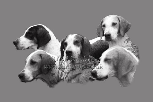 Hound Studies by Betty Fold Gallery