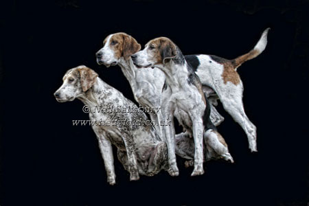 Foxhound Studies by Betty Fold Gallery