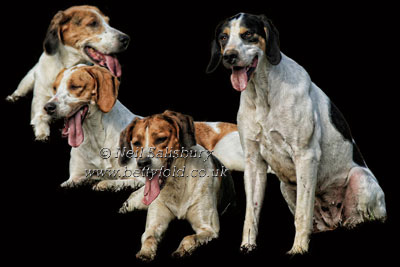 Foxhound Photographic Art by Betty Fold Gallery