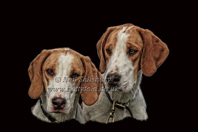 Foxhound Photographic Art by Betty Fold Gallery