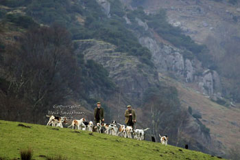 Hounds near Coniston Lake District by Betty Fold Gallery