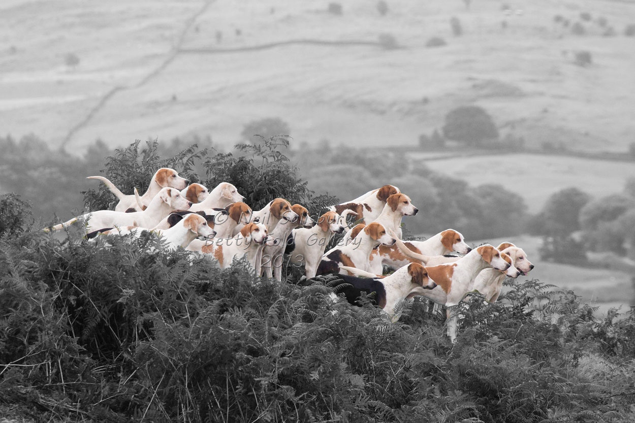 Fine Art Hunting Photography by Betty Fold Gallery