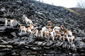 Hounds on quarry by Betty Fold Gallery