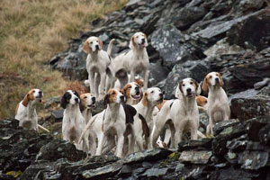 Foxhound Photography by Hawkshead Photographer Neil Salisbury