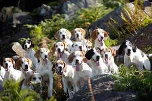 Foxhound studies by Betty Fold Gallery