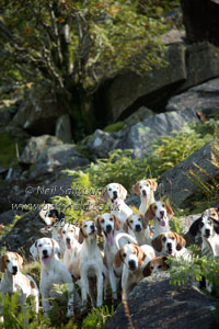 Hounds on the fell portrait by Neil Salisbury