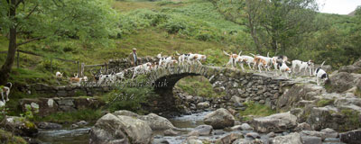 Coniston Foxhounds on Sweden Bridge