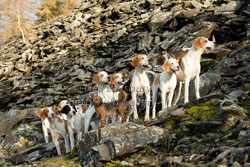 Hounds & Terriers by Betty Fold Gallery