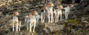 Hounds by Betty Fold Gallery Hawkshead Lake District