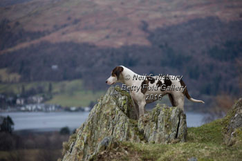 Fell Foxhound by Betty Fold Gallery