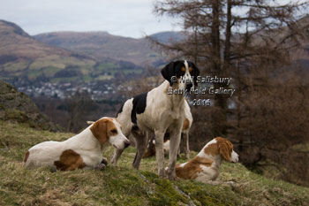 Fell Foxhounds by Betty Fold Gallery