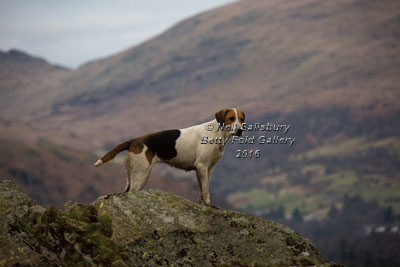 Fellhounds by Betty Fold Gallery