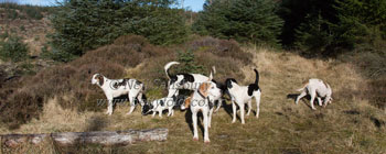 Foxhounds by Neil Salisbury