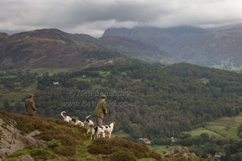 Coniston Foxhounds by Betty Fold Gallery