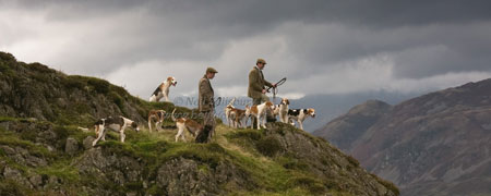 Foxhounds on the Lakeland Fells by Betty Fold Gallery