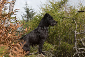 Patterdale Terrier Photography by Betty Fold Gallery