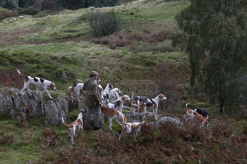 Hounds in Lake District by Betty Fold Gallery