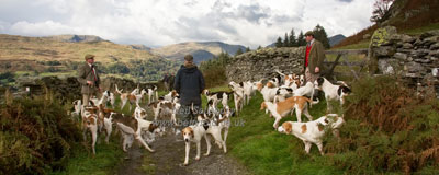 Foxhounds in the Lake District