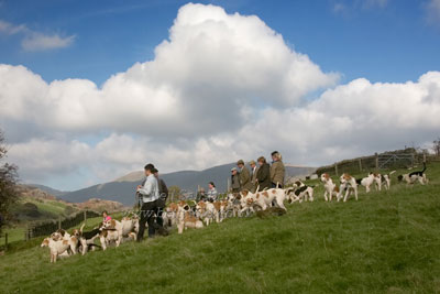 Foxhounds by Betty Fold Gallery