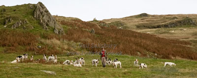 Foxhounds in Lake District by Betty Fold Gallery