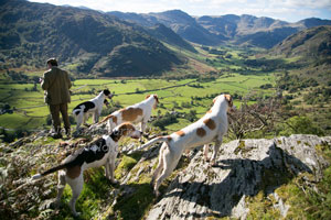 Hunting in Langdale by Betty Fold Gallery