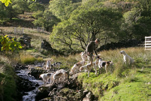 Foxhounds by Neil Salisbury Hawkshead