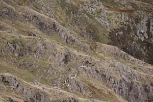 Foxhounds on the fells