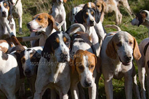 Hounds by Neil Salisbury Betty Fold Gallery