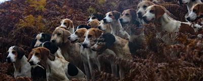 Foxhounds by Betty Fold Gallery