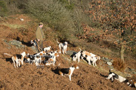 Coniston Foxhounds pictures by Betty Fold Gallery