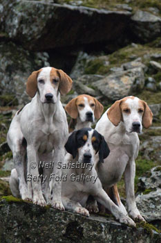Hound Photography by Betty Fold Gallery